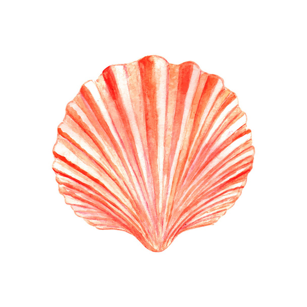 Seashell watercolor illustration - Vector, imagen