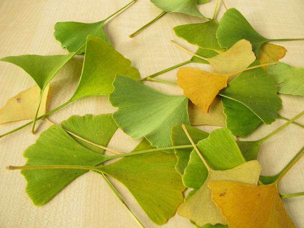 Ginkgo leaves - Photo, Image