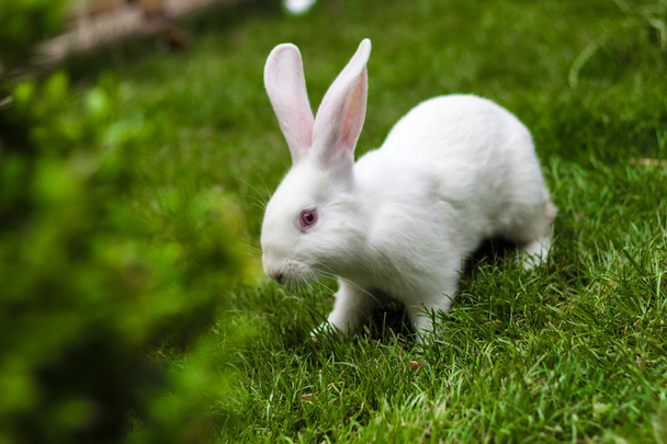 ウサギの草の上 - 写真・画像