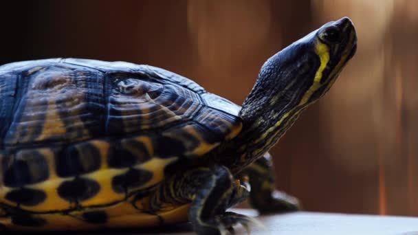 turtle - Záběry, video