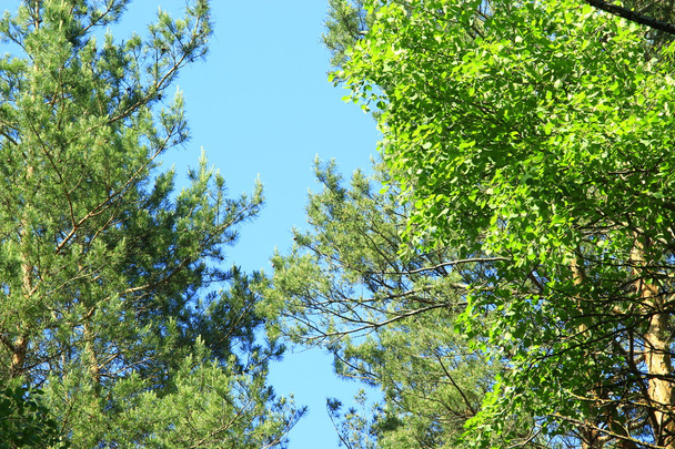 корони дерев і блакитне небо
 - Фото, зображення