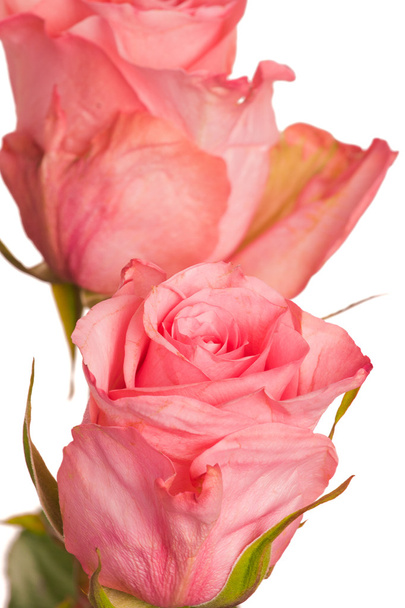Two pink roses - Фото, изображение