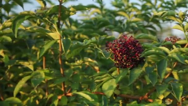 Μούρα μαύρο elderberry, - Πλάνα, βίντεο