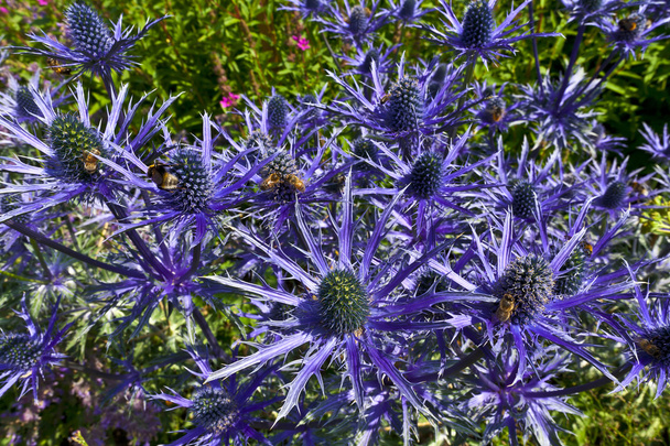 Blaue Eryngiumblüten. - Foto, Bild