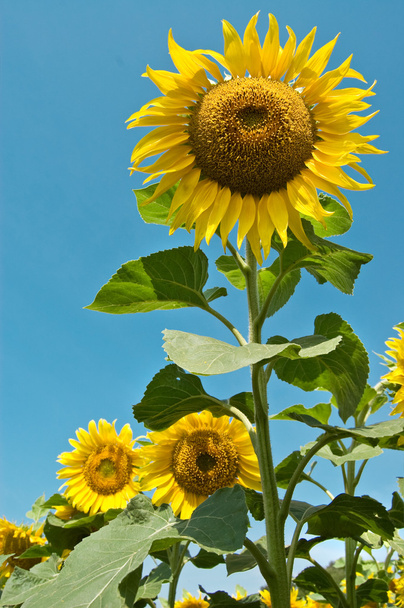 Sunflowers - Photo, Image
