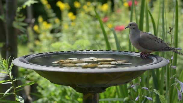 Чистая вода в ванне для птиц, голубь тихо пьет воду
 - Кадры, видео