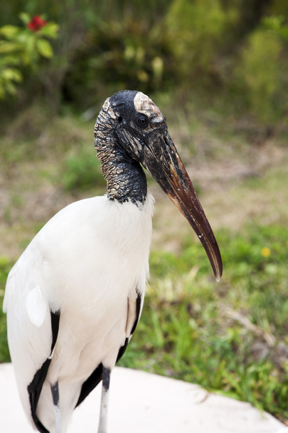 Portrait of a Wood stork on a background of green grass. Nature background - Foto, imagen