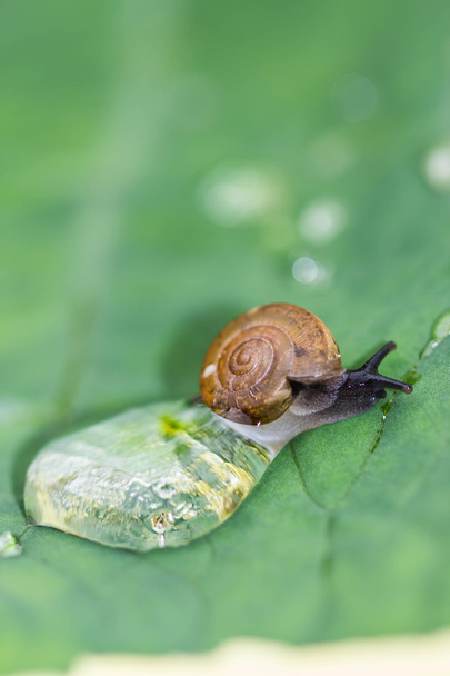 A snail on a leaf - Photo, Image