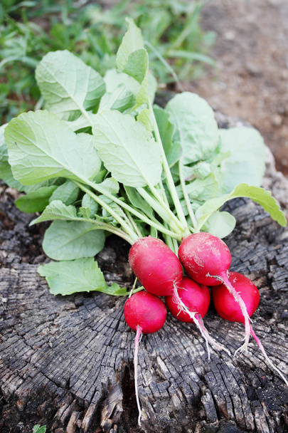 bunch of radishes - Foto, afbeelding