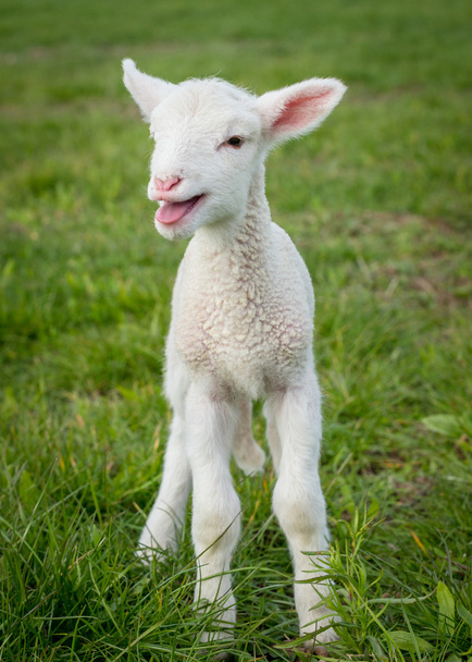 Lamb2 - Фото, изображение
