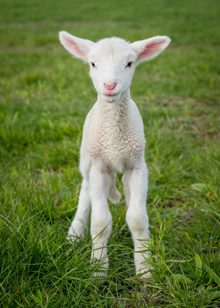 lamb3 - Photo, Image