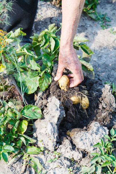 крестьянин собирает картофель в саду
 - Фото, изображение