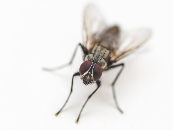 mosca comune da vicino su bianco
 - Foto, immagini