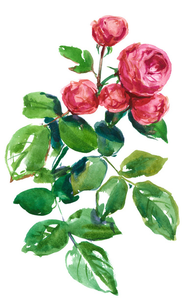 roses, , botanic sketch - Zdjęcie, obraz
