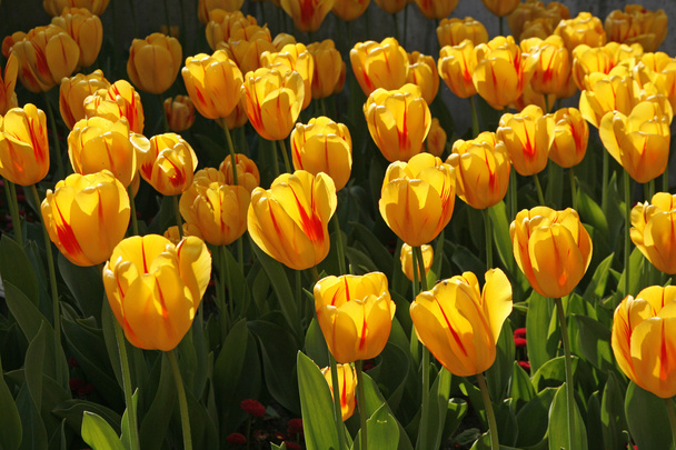 Тюльпан, сортування Жюльєтт навесні, Нижня Саксонія, Німеччина - Фото, зображення