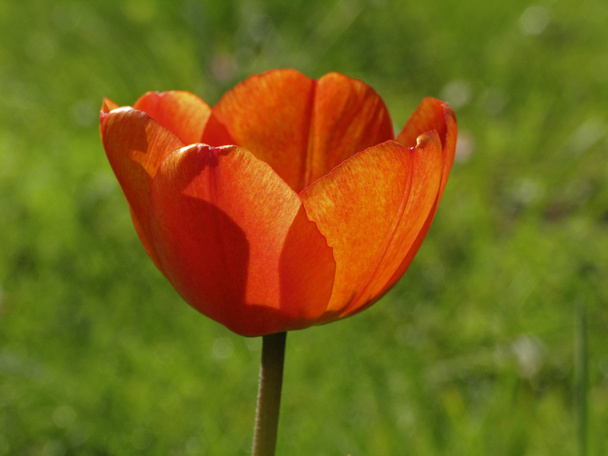Червоний тюльпан навесні (заднє світло
) - Фото, зображення