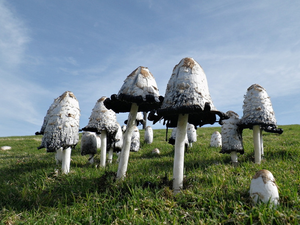 Mushroom forest - Photo, Image