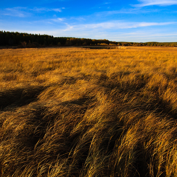 Herfst prairie landschap - Foto, afbeelding