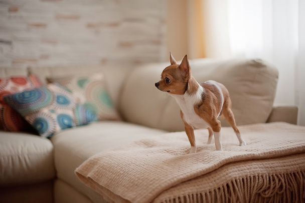 köpek renkli yastık ile kanepede - Fotoğraf, Görsel