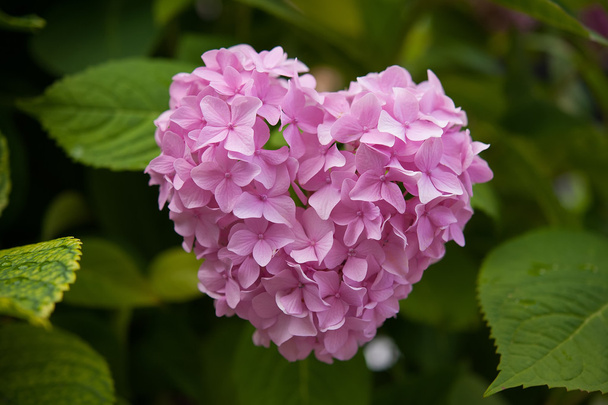 Roze hortensia - Foto, afbeelding