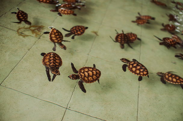 πολλές μικρές χελώνες στο νερό - Φωτογραφία, εικόνα