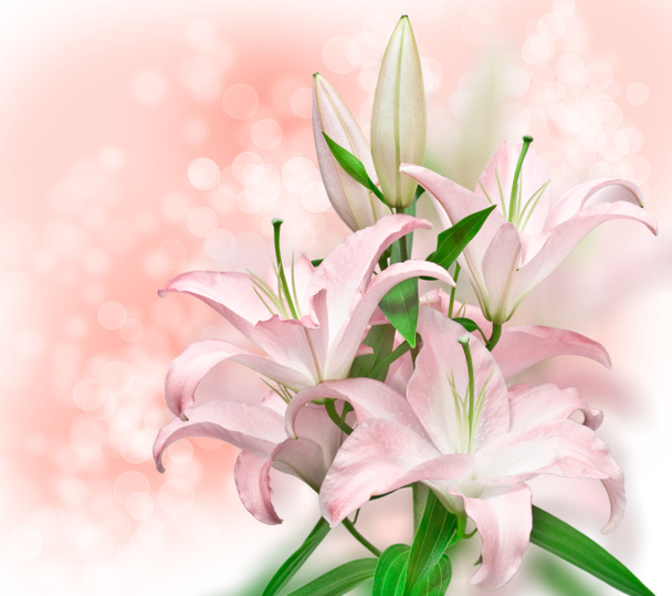 rózsaszín liliom - Fotó, kép