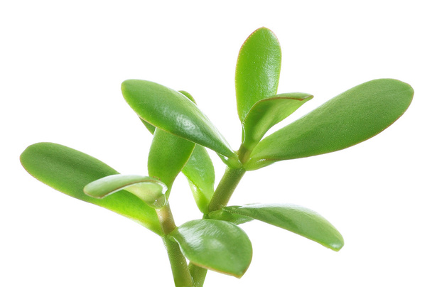 yeşil bitki - Fotoğraf, Görsel