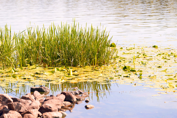 Reeds e Waterlilies no rio
 - Foto, Imagem