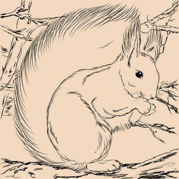 Illustration of squirrel - Vector, Image