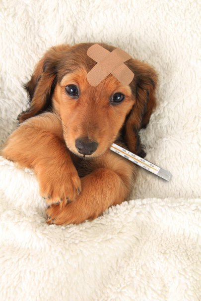 Sick puppy - Photo, Image
