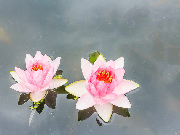 Lotus - Foto, afbeelding