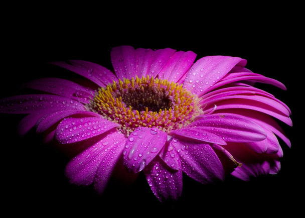paarse gerber daisy - Foto, afbeelding