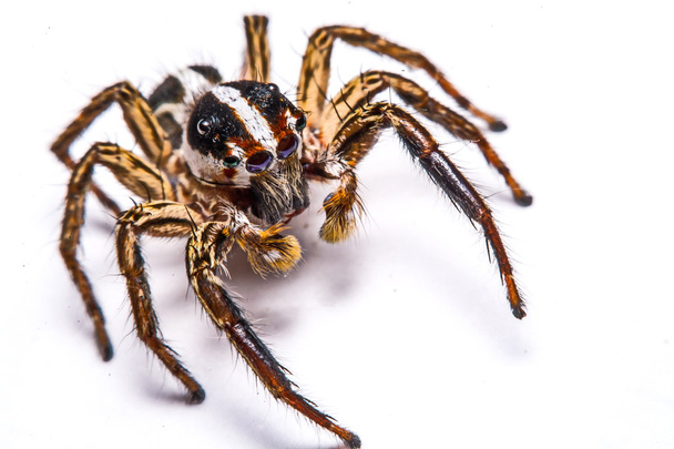 Isolated of jumper spider on white background - Photo, Image