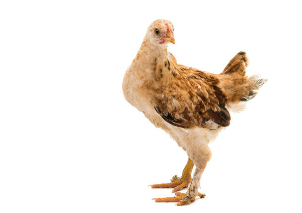 Hühner - Foto, Bild