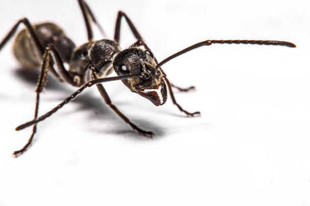 Close-up van mieren op een witte achtergrond - Foto, afbeelding
