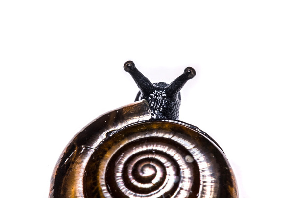 Macro, Garden close up snail on white background
 - Фото, изображение