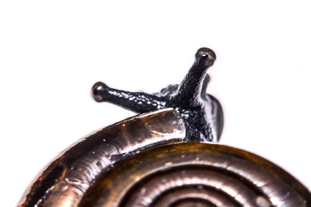 Macro, Tuin close-up slak op witte achtergrond - Foto, afbeelding