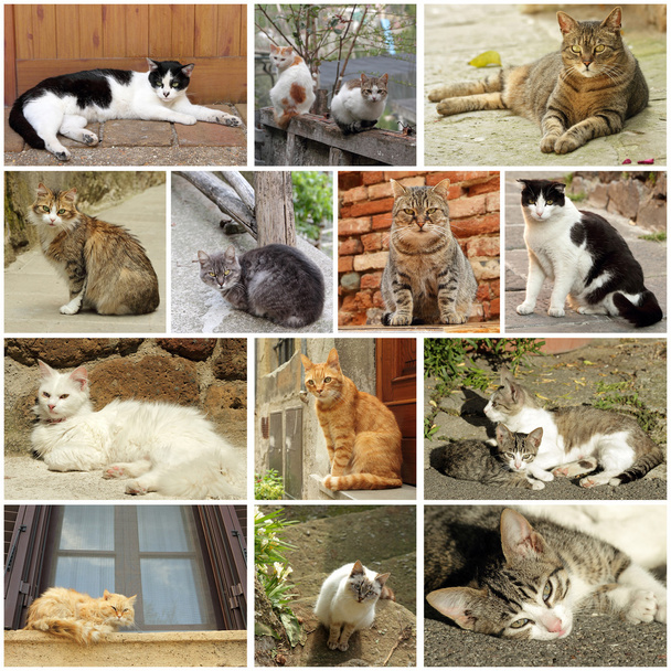 diferentes gatos al aire libre
 - Foto, Imagen
