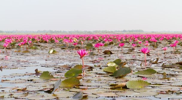 Pink lotus - Fotoğraf, Görsel