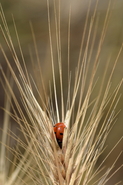 ladybug insect - Photo, Image