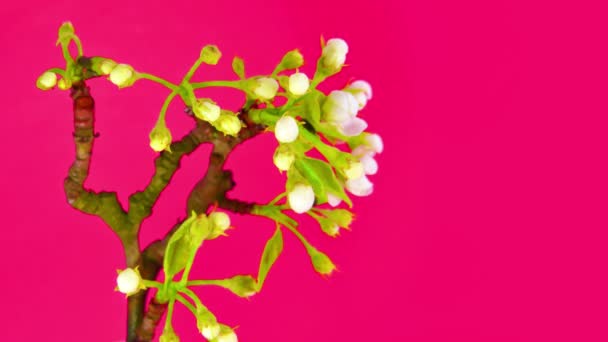 Sakura op roze 4k - Video