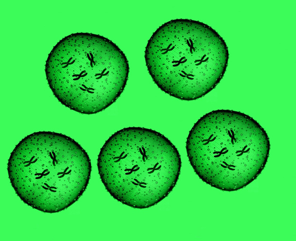 Fünf Mikroben grün im Mikroskop in einer Arztpraxis - Foto, Bild