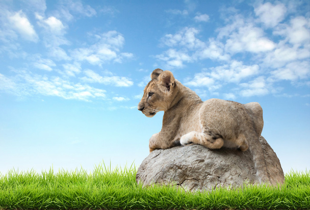 bébé lion assis sur le rocher
  - Photo, image