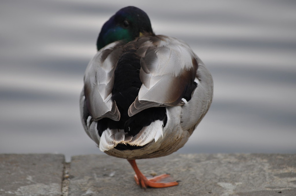 male mallard duck (anas platyrhynchos) - standing on one leg - almost sleeping - Photo, Image