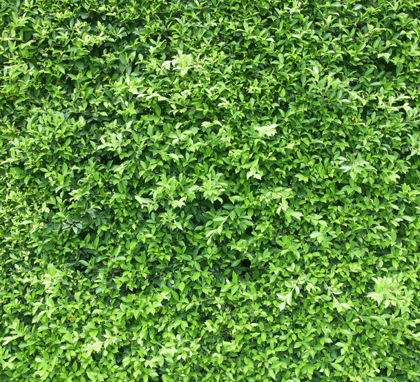 a zöld levelek háttér - Fotó, kép