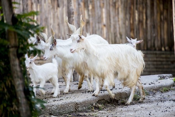 Стадо гиргентанских домашних коз
 - Фото, изображение