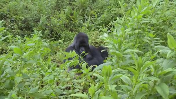 A mountain gorilla sits in the jungle - Felvétel, videó