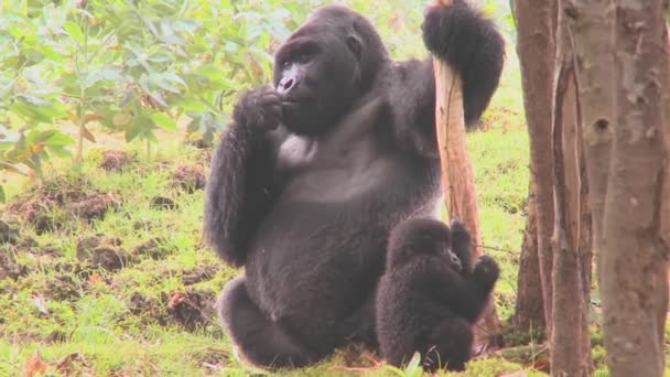 gorillas eating eucalyptus grove - Materiaali, video
