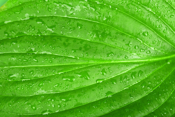 Čerstvý zelený list s kapky - Fotografie, Obrázek