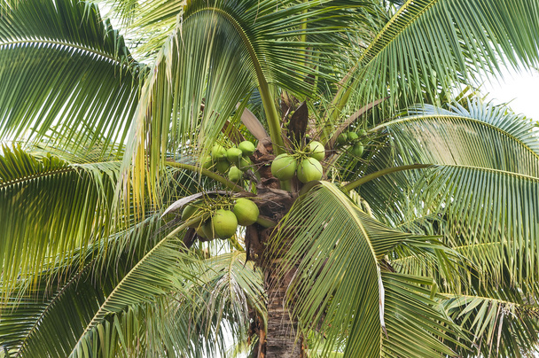 Пальмові
 - Фото, зображення